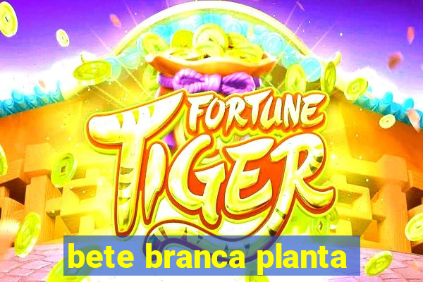 bete branca planta