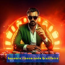 besouro rinoceronte brasileiro