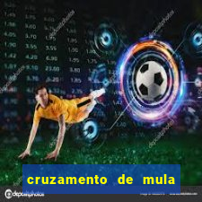 cruzamento de mula com cavalo