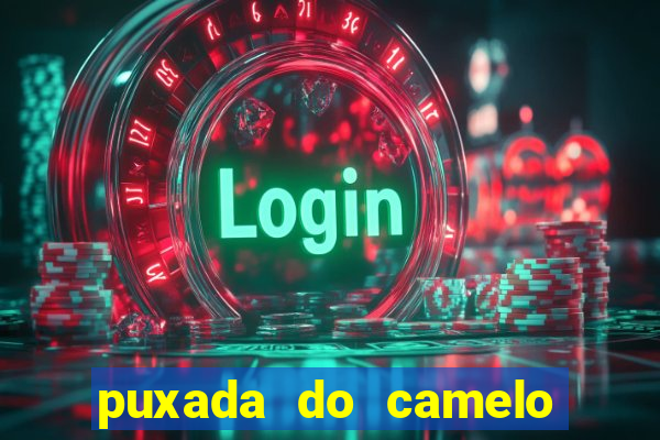 puxada do camelo jogo do bicho