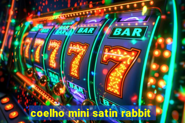 coelho mini satin rabbit