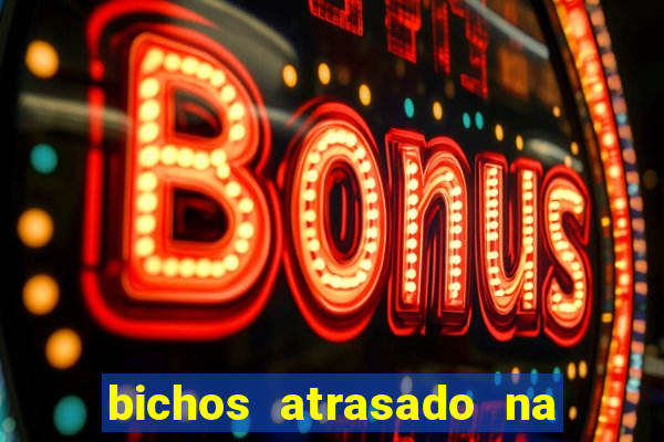 bichos atrasado na loteria dos sonhos